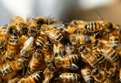 bee-swarm-removal-adaptive-pest