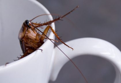 Close up cockroach in white cup drink