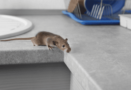 mice control PERTH