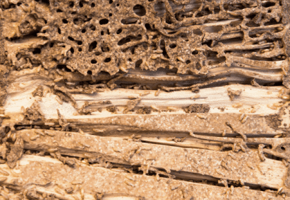 termite wood